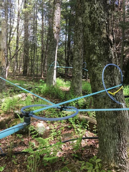 Maple Tubing in our Trees